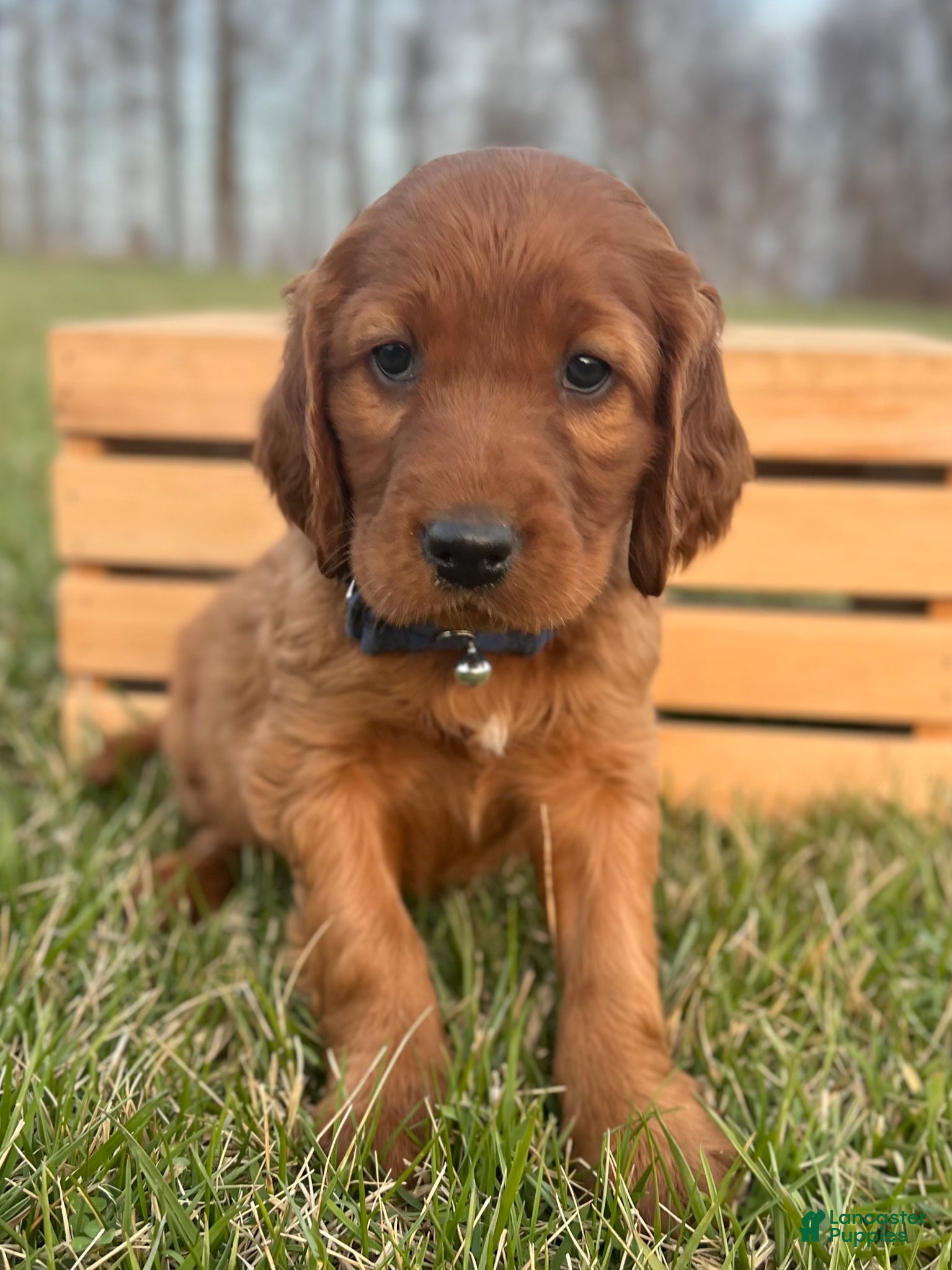 Irish Setter dogs Frederick  - Ad 1