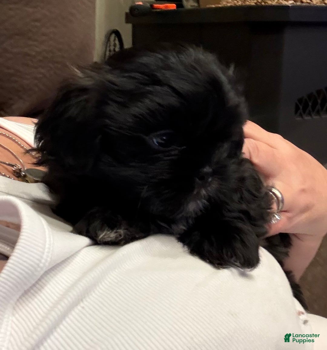 Shih Tzu dogs for sale: Raven - Ad 20