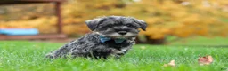Miniature Schnauzer dogs for sale: Leo - Ad 5