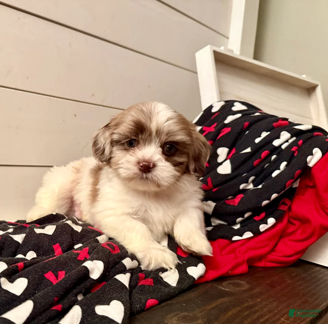 Shihpoo dogs for sale: Beau - Ad 23
