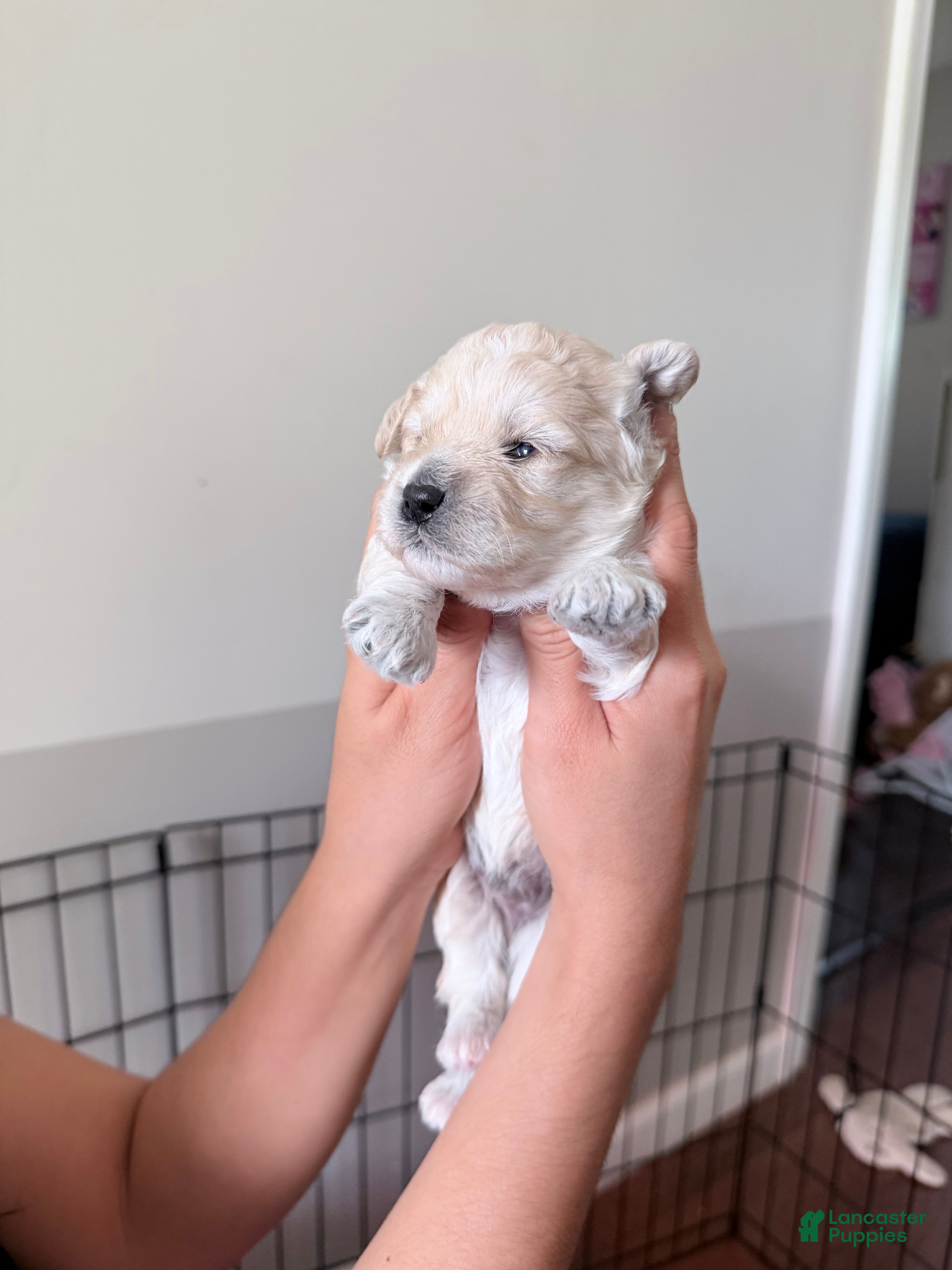 Toy Poodle dogs marshmallow - Ad 1