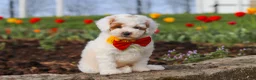 Miniature Poodle dogs for sale: Charles - Ad 6