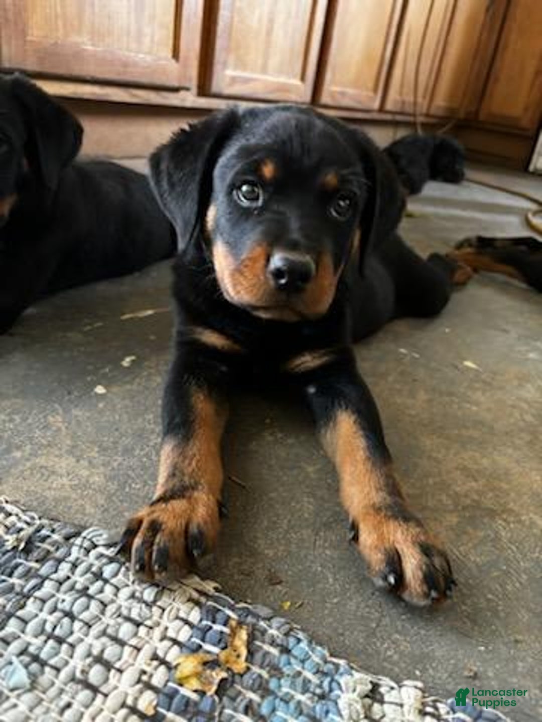 Rottweiler Puppy for sale in New Paris Lancaster Puppies