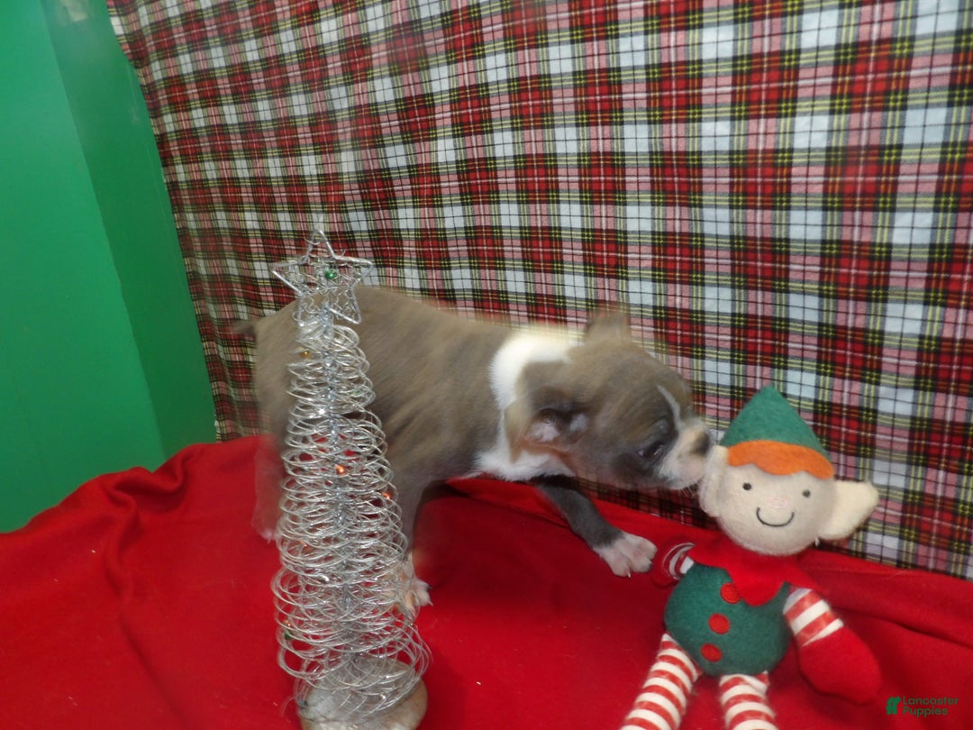 Boston Terrier dogs for sale: ROCKY - Ad 2