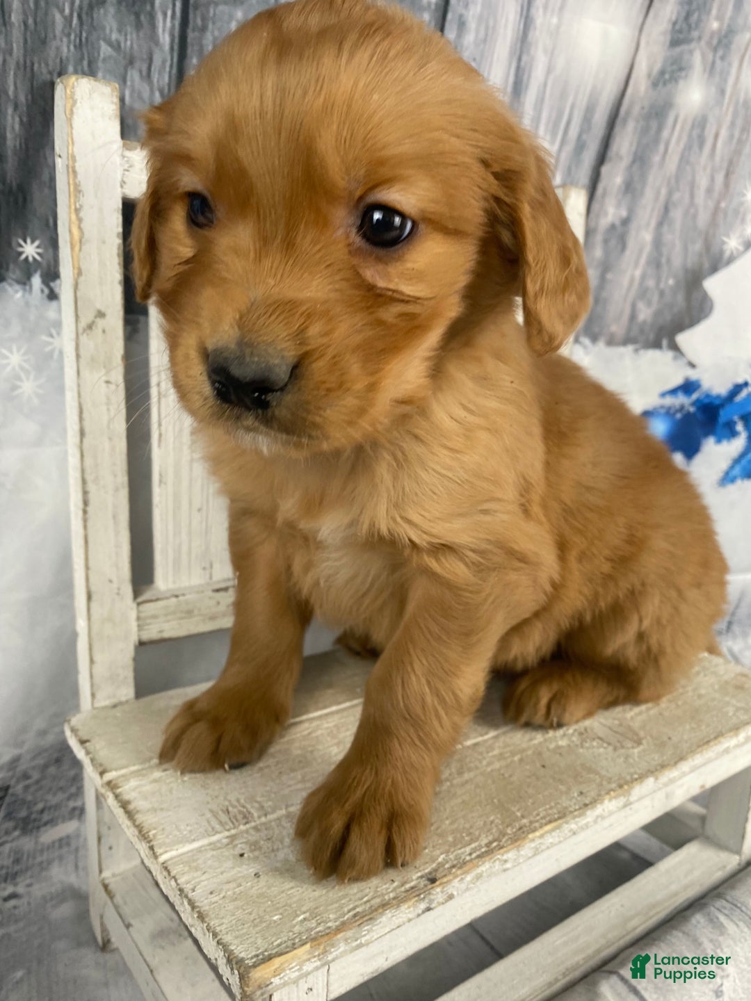 Golden Retriever dogs for sale: Bobby - Ad 3