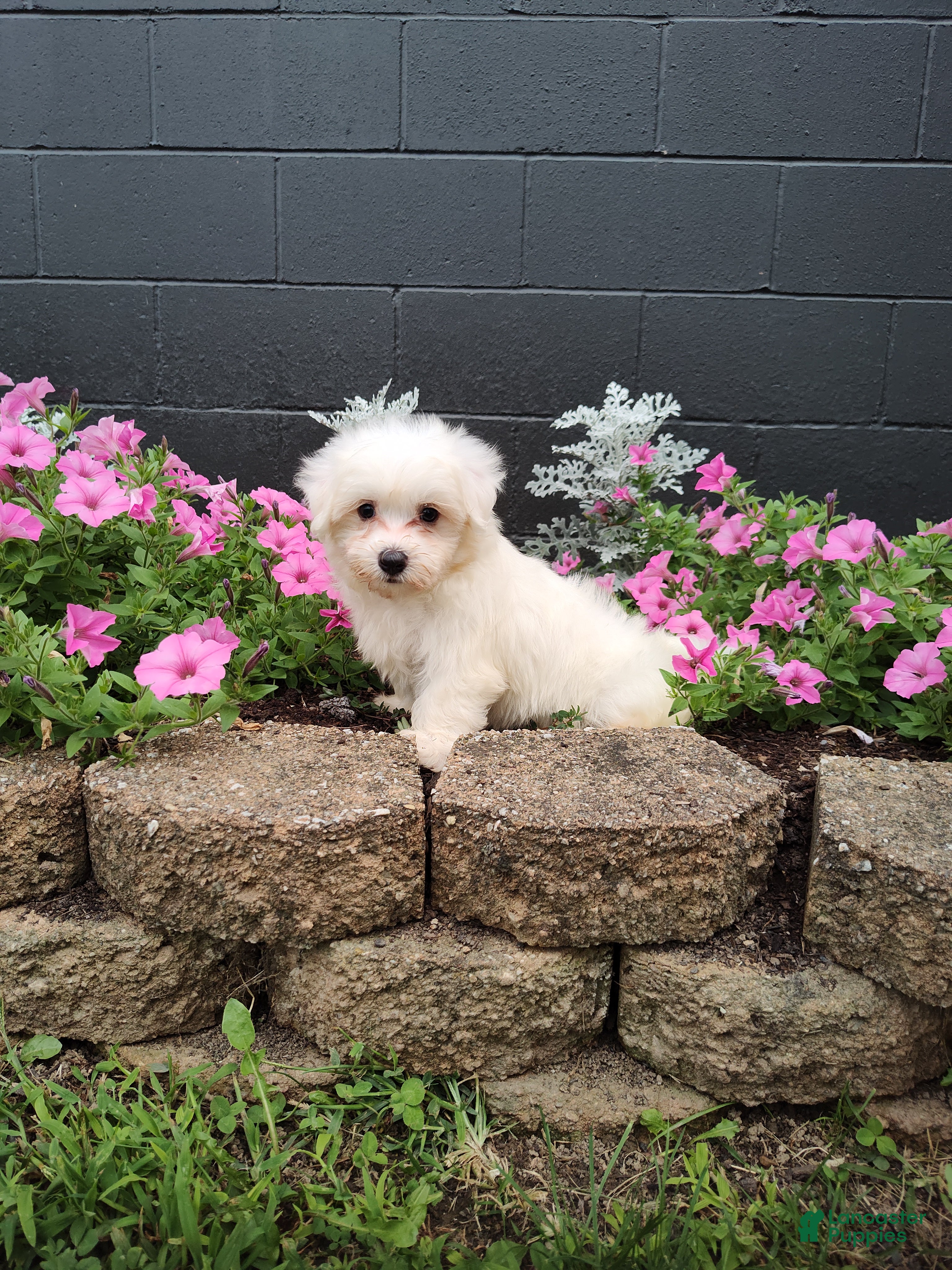 Maltese dogs Max - Ad 1