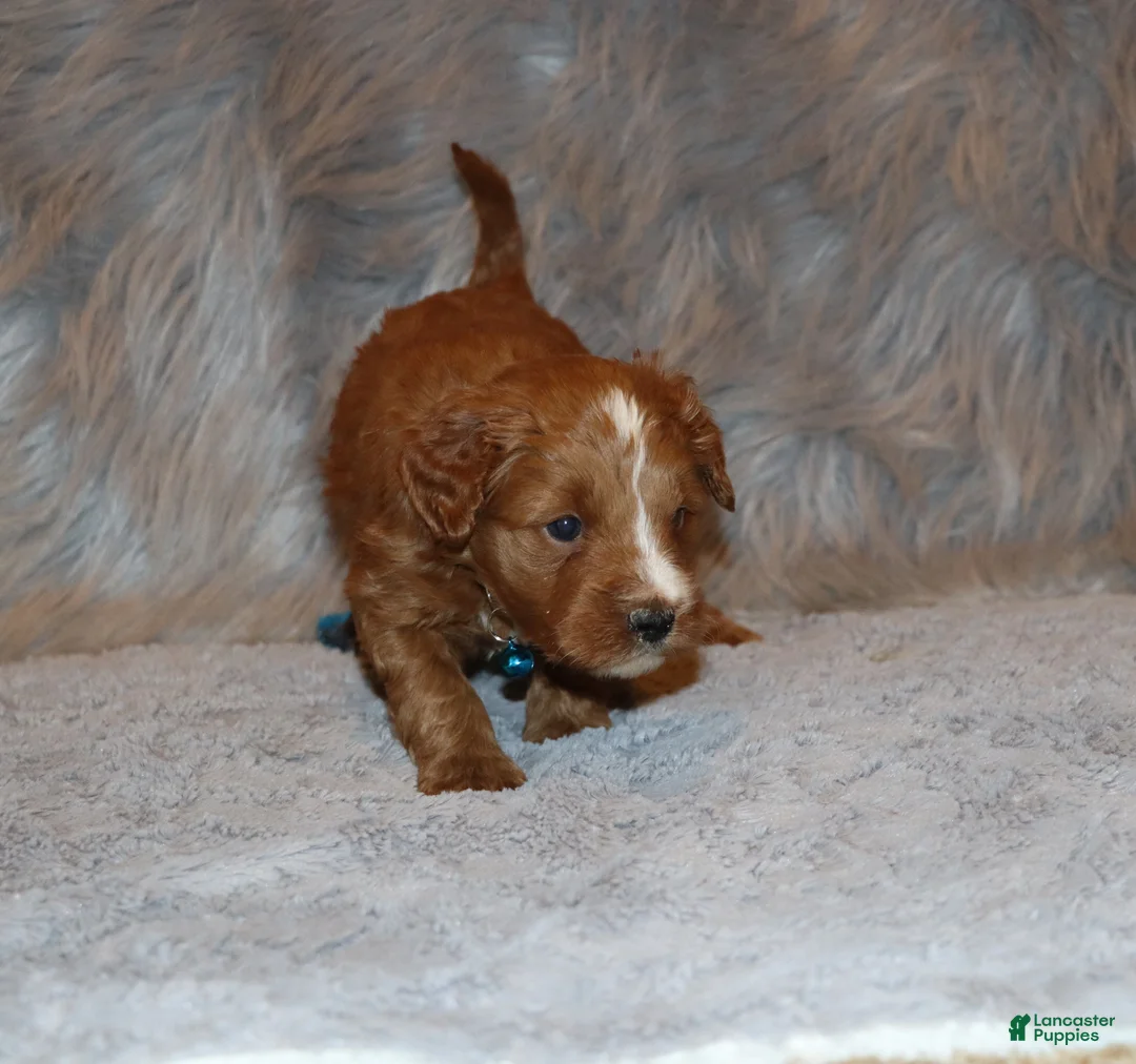Mini Goldendoodle dogs for sale: Waylon 💙 Genetic Clear Parents - Ad 26