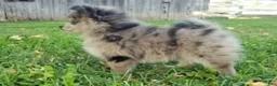 Pomeranian dogs for sale: Max - Ad 6