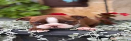 Boston Terrier dogs for sale: Kelli - Ad 16