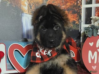 German Shepherd dogs Buddy - Ad 4