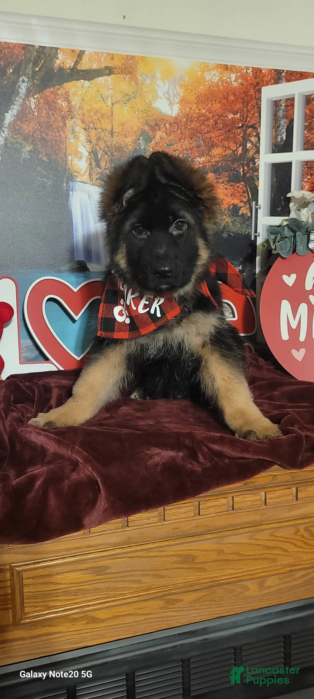 German Shepherd dogs for sale: Buddy  - Ad 7