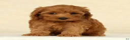 Cockapoo dogs for sale: Angel - Ad 5