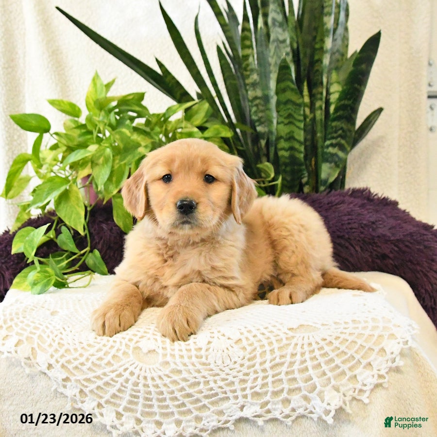 Golden Retriever dogs Pazely - Ad 33