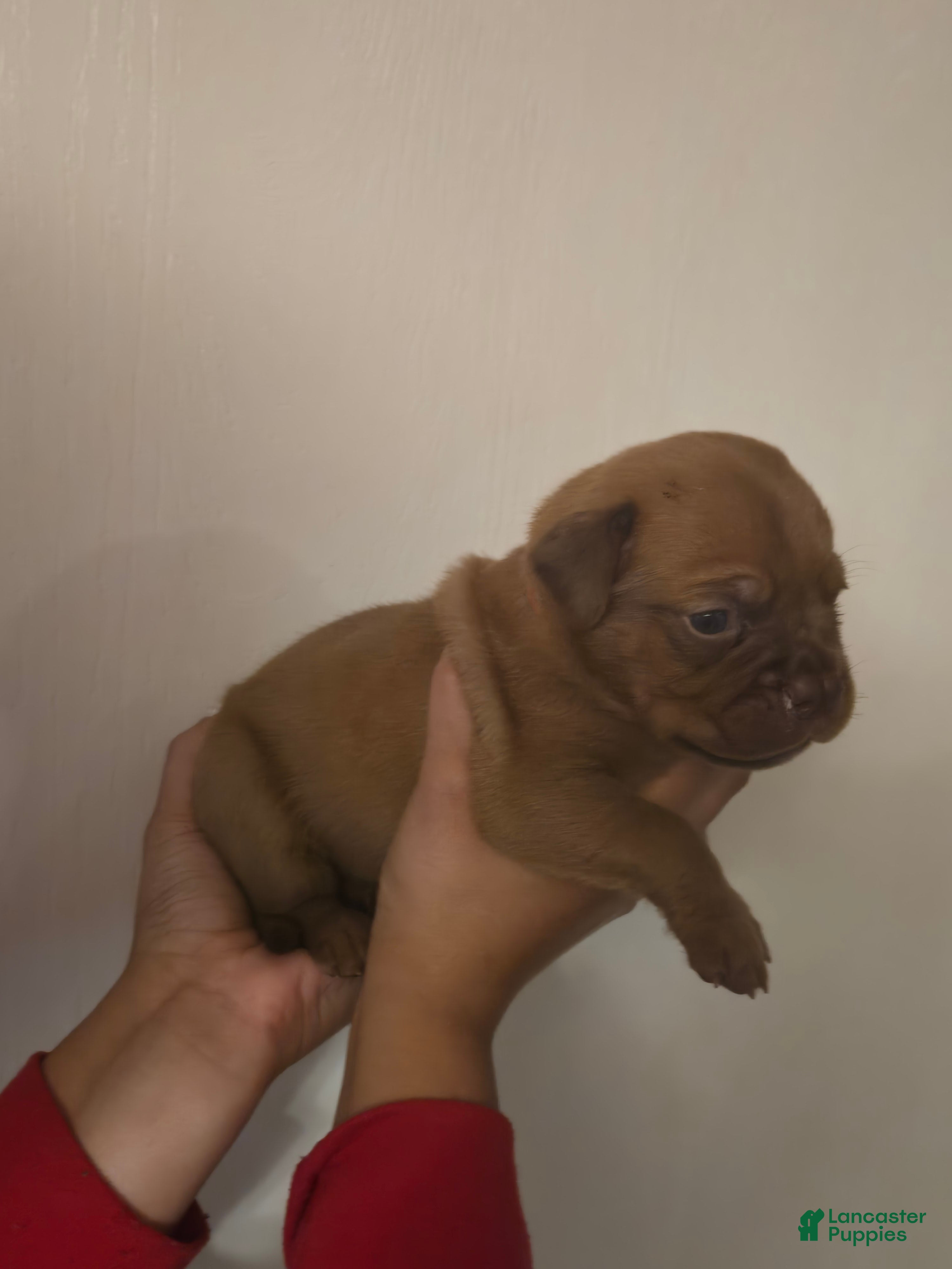 Bullmastiff dogs Red Female - Ad 2