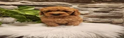 Mini Goldendoodle dogs for sale: BLAZE - Mini Goldendoodle Fluffy Puppy - Ad 20