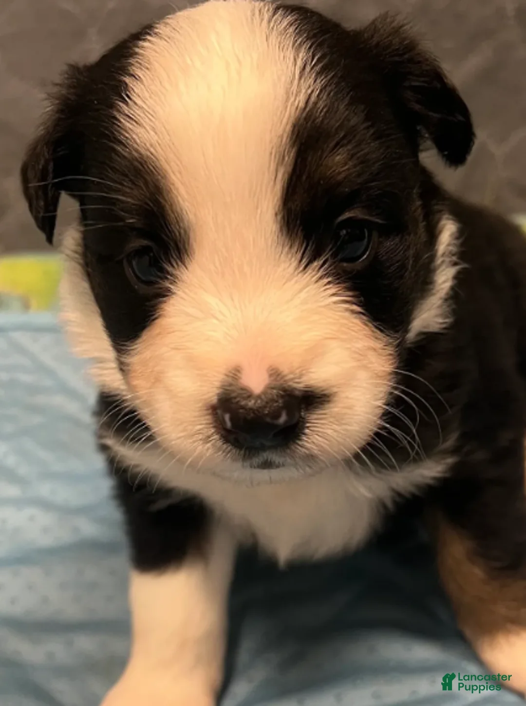 Australian Shepherd dogs for sale: Cole - Ad 2
