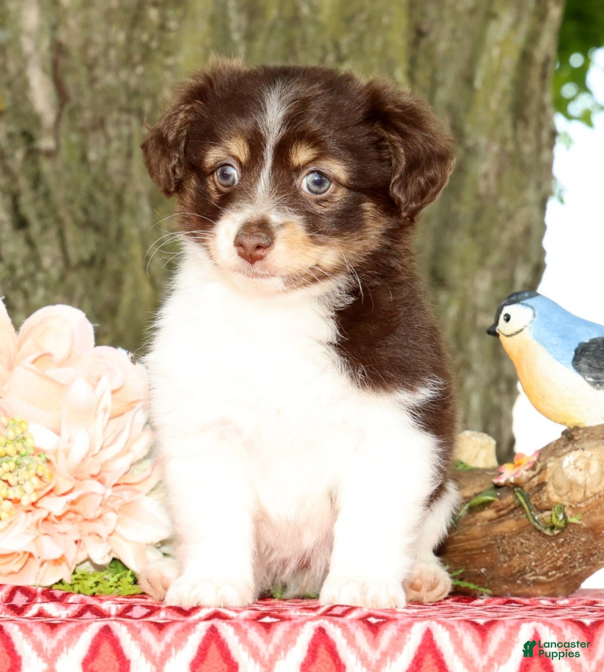 Havanese dogs for sale: Margie - Ad 3