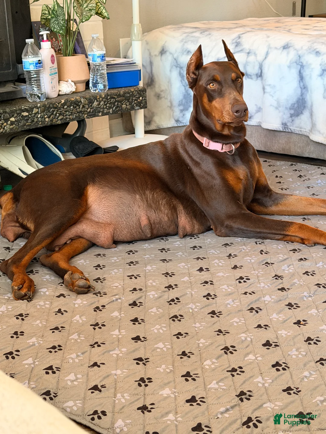 Doberman Pinscher dogs for sale: Aqua Puppy - Ad 2