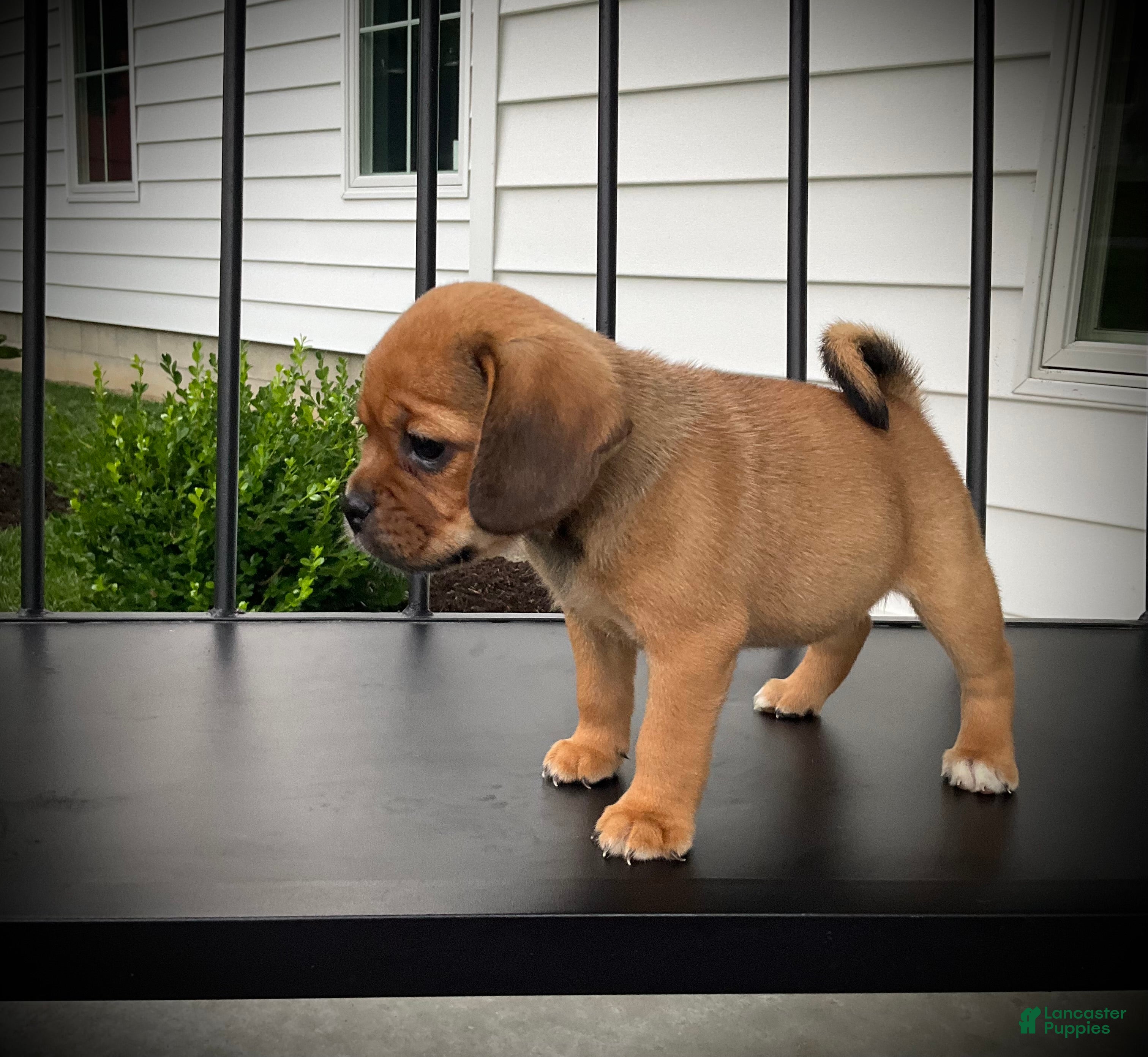 Puggle dogs Stella  - Ad 1
