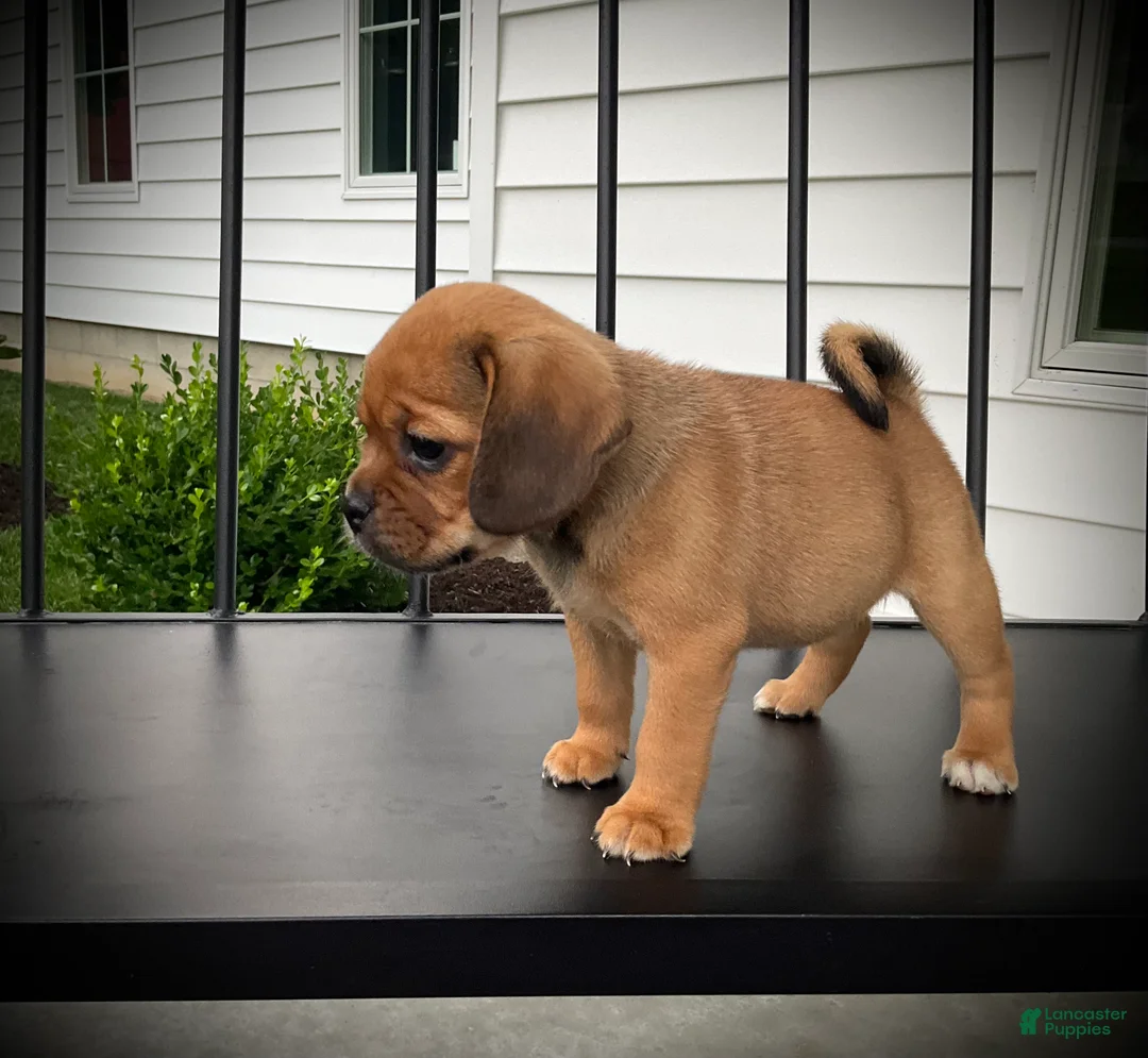 Puggle dogs for sale: Stella  - Ad 1