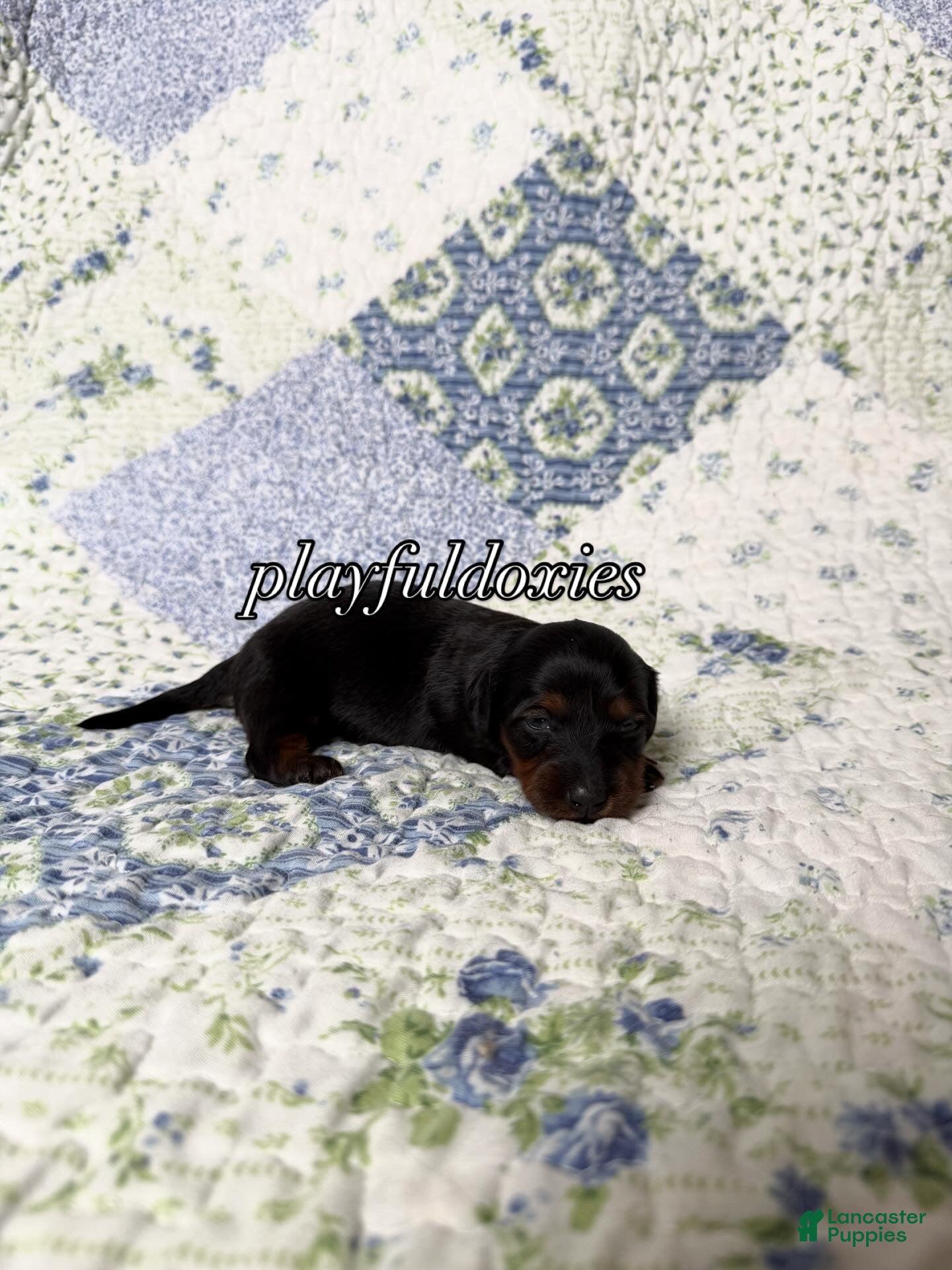 Dachshund dogs  AKC Black & Tan Long Haired Female Dachshund ALL Clear - Ad 1