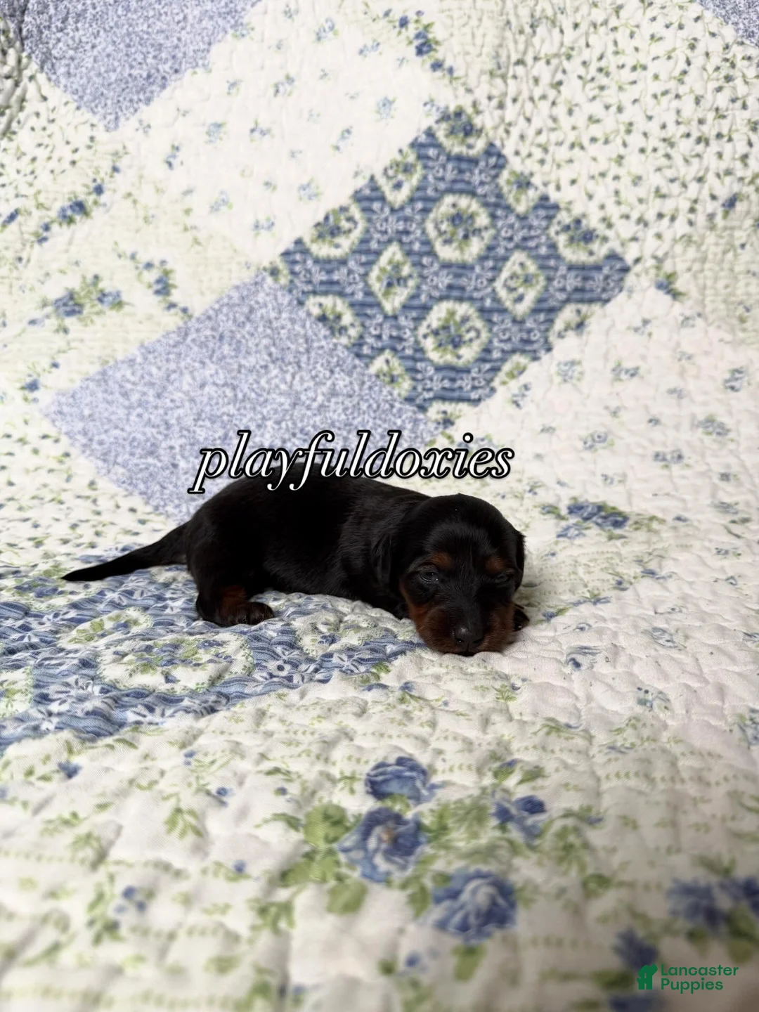 Dachshund dogs for sale:  AKC Black & Tan Long Haired Female Dachshund ALL Clear - Ad 1