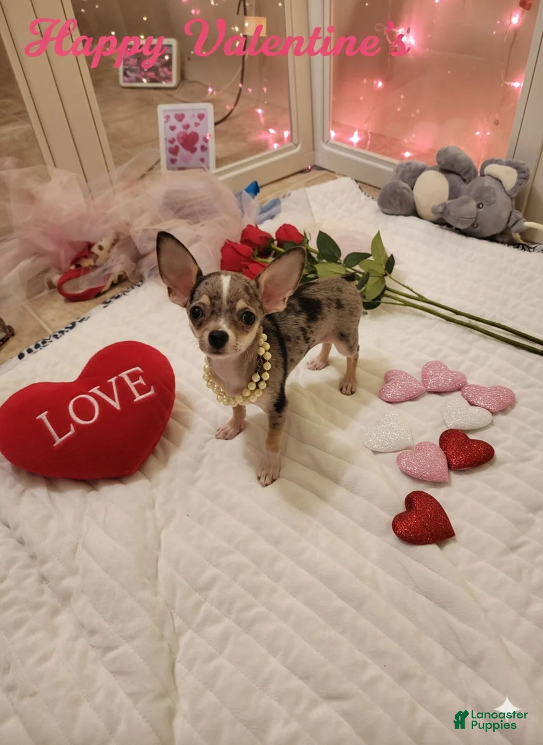 Chihuahua dogs for sale: Toy bentley - Ad 7