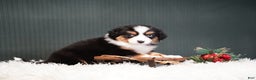 Miniature Australian Shepherd dogs for sale: Bailey - Ad 3