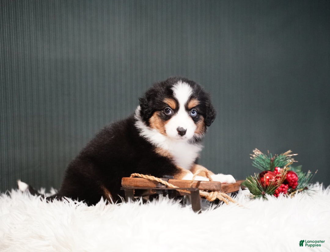 Miniature Australian Shepherd dogs for sale: Bailey - Ad 3