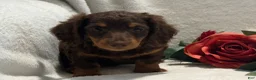 Miniature Dachshund dogs for sale: Polly - Ad 3