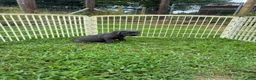 Cane Corso dogs for sale: Cane Corso Puppy 10 - Ad 14