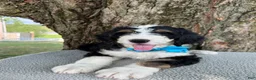 Bernedoodle dogs for sale: George  - Ad 5
