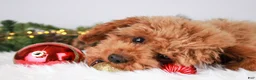 Toy Poodle dogs for sale: Caspian - Ad 4