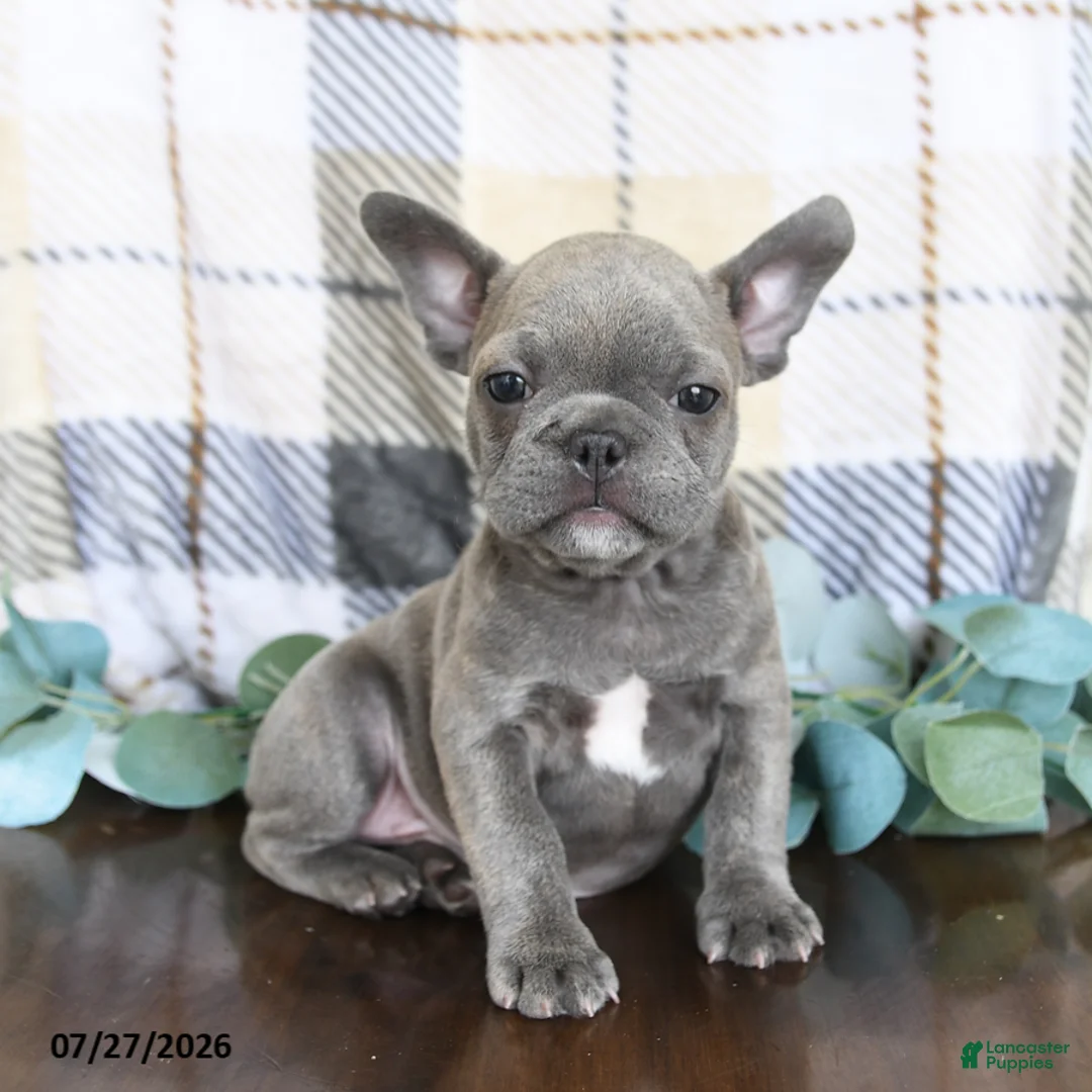 Frenchton dogs for sale: Josh - Ad 1