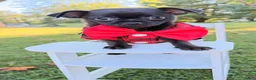 Chihuahua dogs for sale: Chihuahua 3 - Ad 1