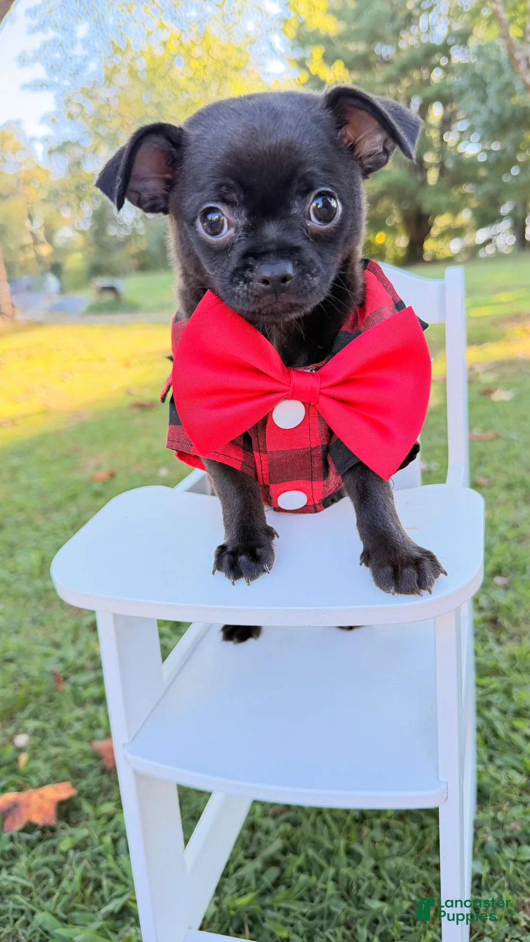 Chihuahua dogs for sale: Chihuahua 3 - Ad 1