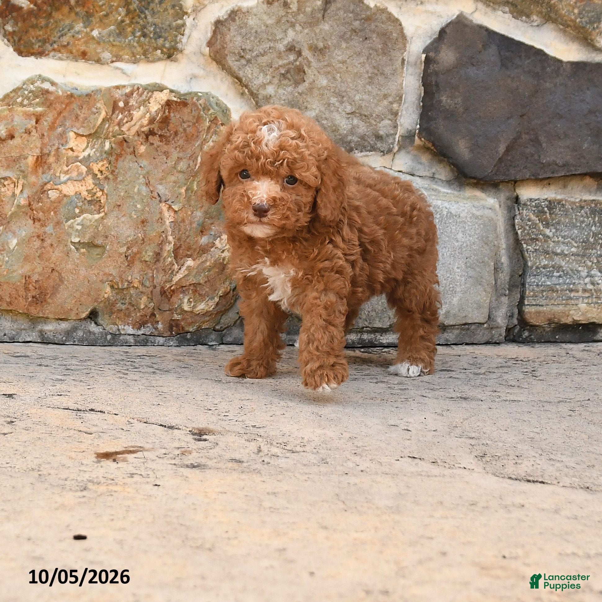 Rocky (Cockapoo, Male) in Millersburg, PA