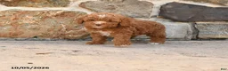 Cockapoo dogs for sale: Rocky - Ad 2