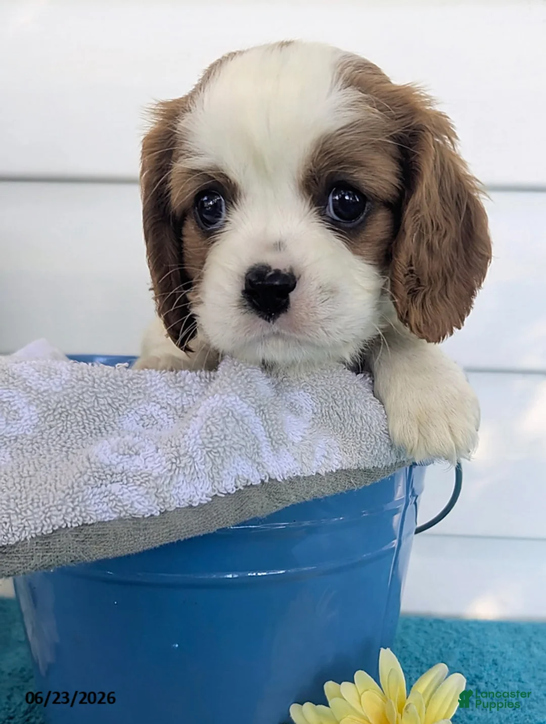 Cavalier King Charles Spaniel dogs for sale: Dennis - Ad 4