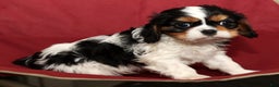 Cavalier King Charles Spaniel dogs for sale: Bobby - Ad 6