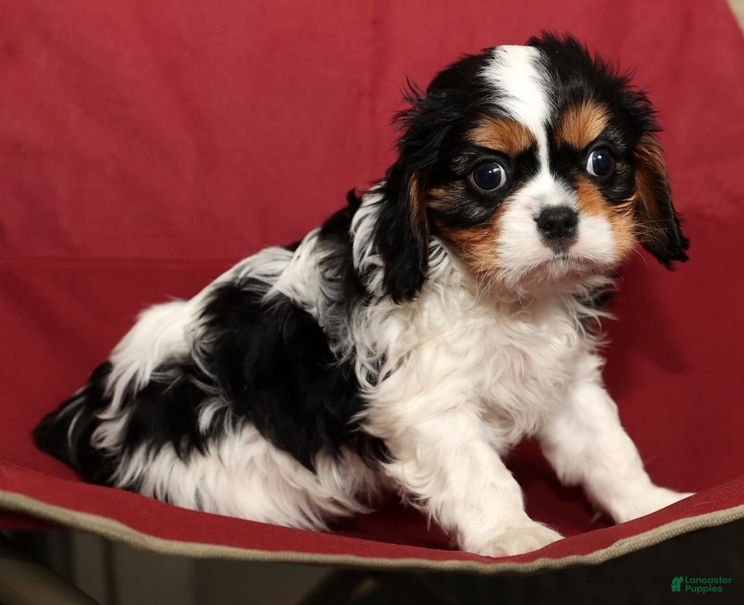 Cavalier King Charles Spaniel dogs for sale: Bobby - Ad 6