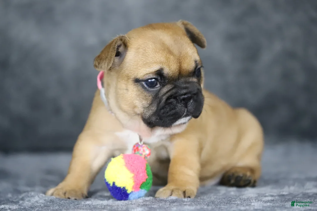 French Bulldog dogs for sale: Amber - Ad 1