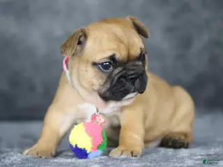 French Bulldog dogs for sale: Amber - Ad 1