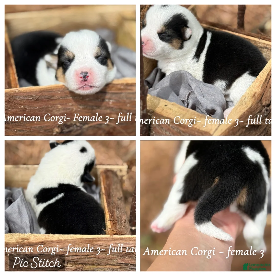 Mixed Breed dogs for sale: Mismark tri girl with tail - Ad 1