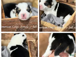 Mixed Breed dogs Mismark tri girl with tail - Ad 16