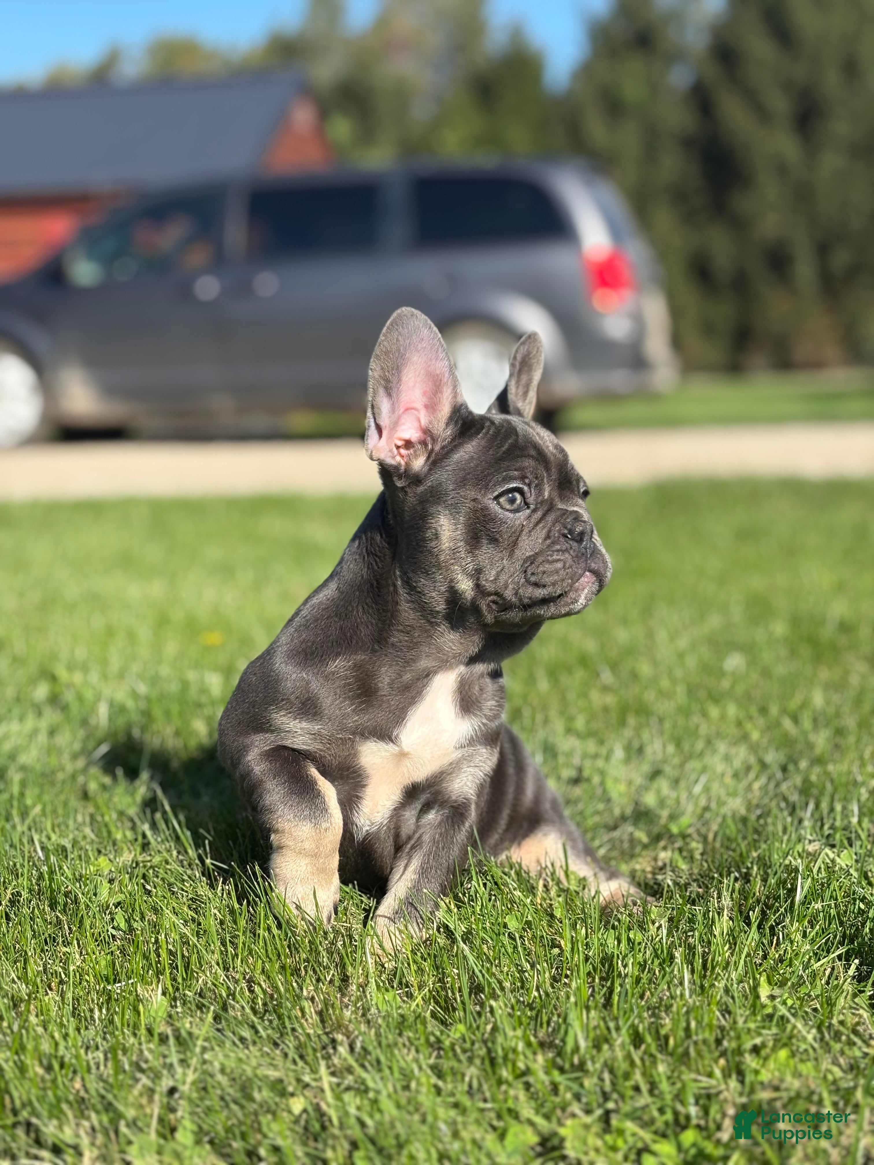 French Bulldog dogs  Kayla - Ad 2
