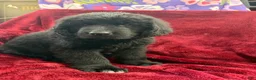 Newfoundland dogs for sale: Newfoundland 4 - Ad 6