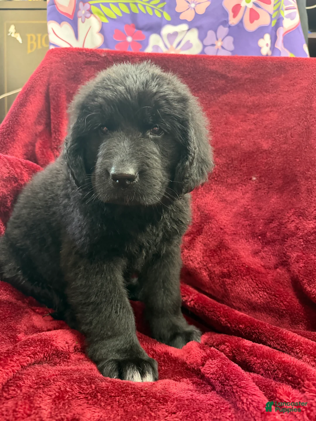 Newfoundland dogs for sale: Newfoundland 4 - Ad 6