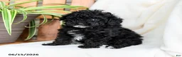 Toy Poodle dogs for sale: Brody - Ad 3