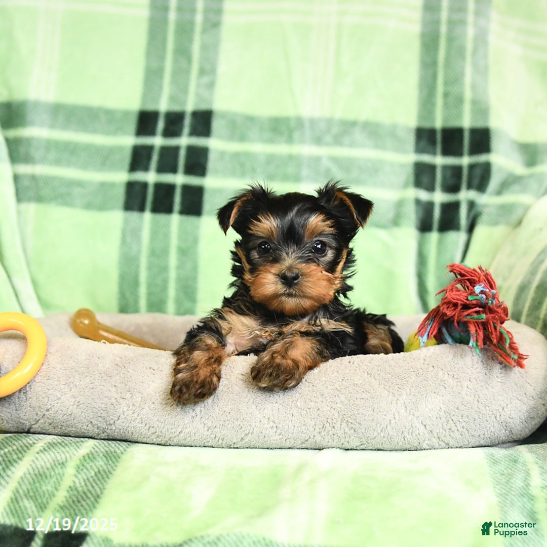 Yorkshire Terrier dogs for sale: Daffodil - Ad 3